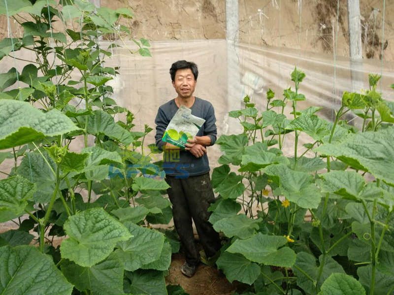 大棚黃瓜施肥技術-采法特黃瓜1.png