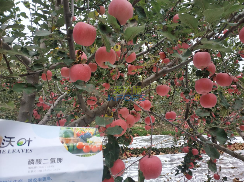 磷酸二氫鉀好在哪？