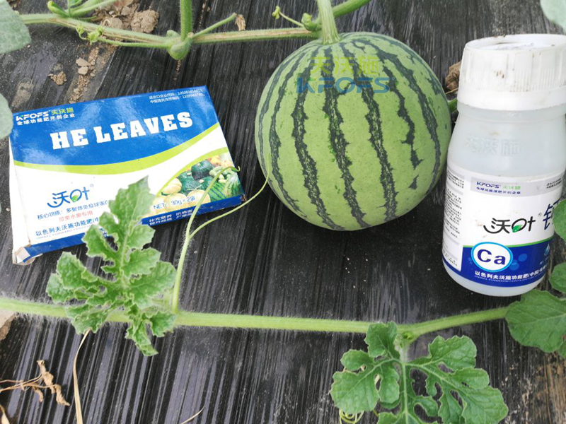 什么葉面肥好？