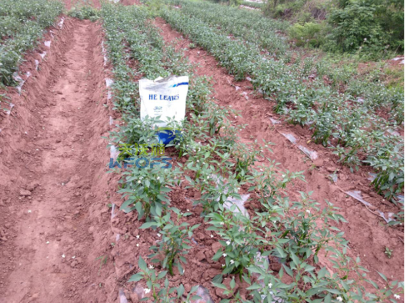 菌肥正確使用方法？