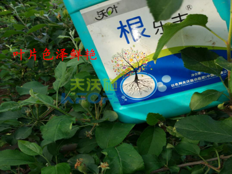 進口沖施肥哪家好？