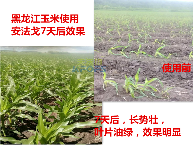 除草劑什么時(shí)候打好1.png