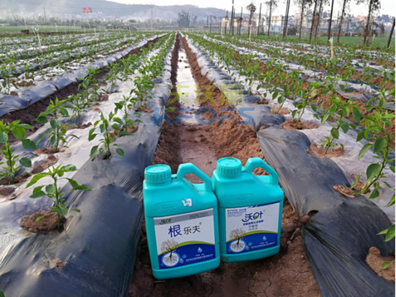 沖施肥如何在蔬菜大棚中使用？