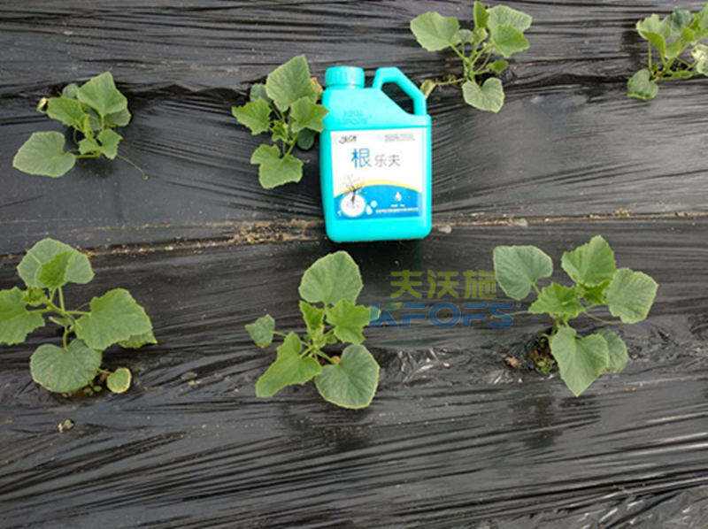 什么生根劑好？.png