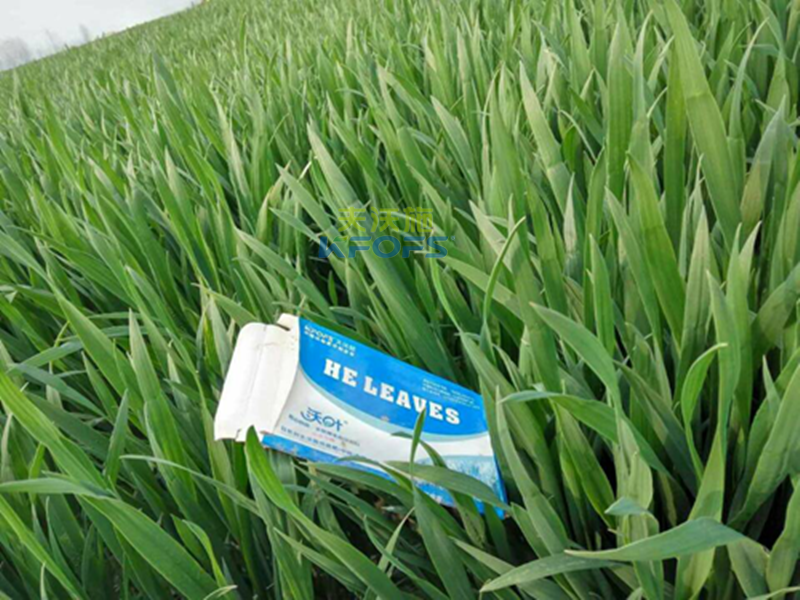 小麥?zhǔn)裁磿r(shí)候打葉面肥 小麥?zhǔn)裁磿r(shí)候打葉面肥