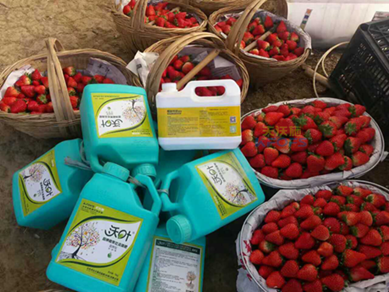 沖施肥如何選擇？