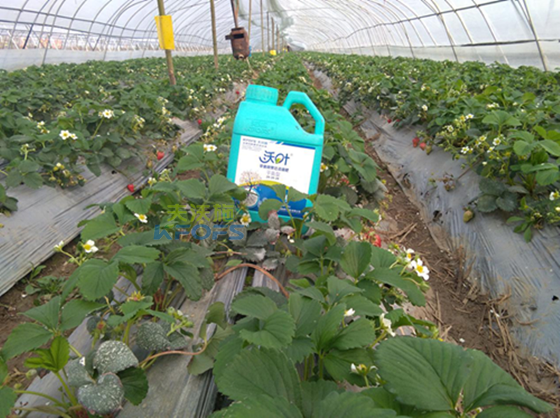 沖施肥如何選擇？1.png