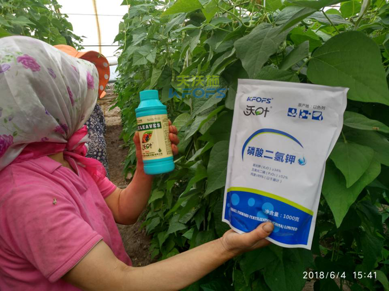 豆角需要什么樣的沖施肥？