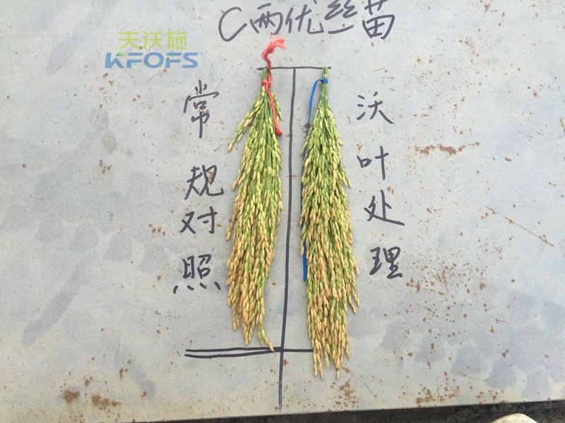 水稻怎么施肥高產(chǎn)？