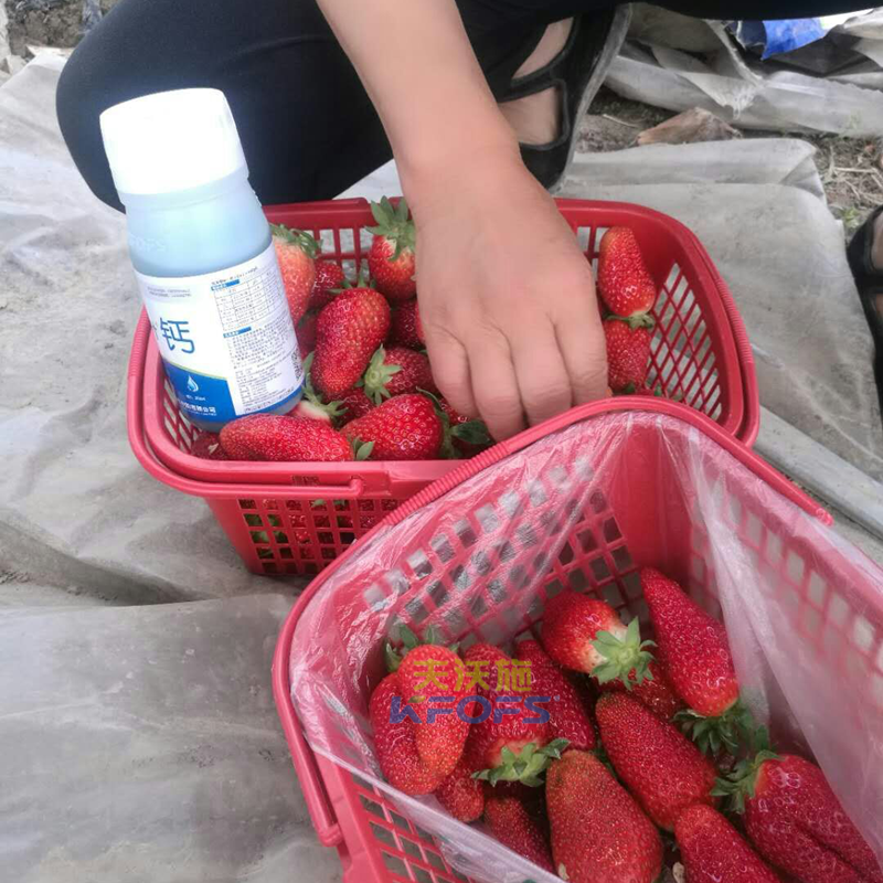 草莓果實膨大期施肥原則及方案！