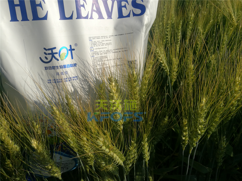 小麥用什么肥料好！