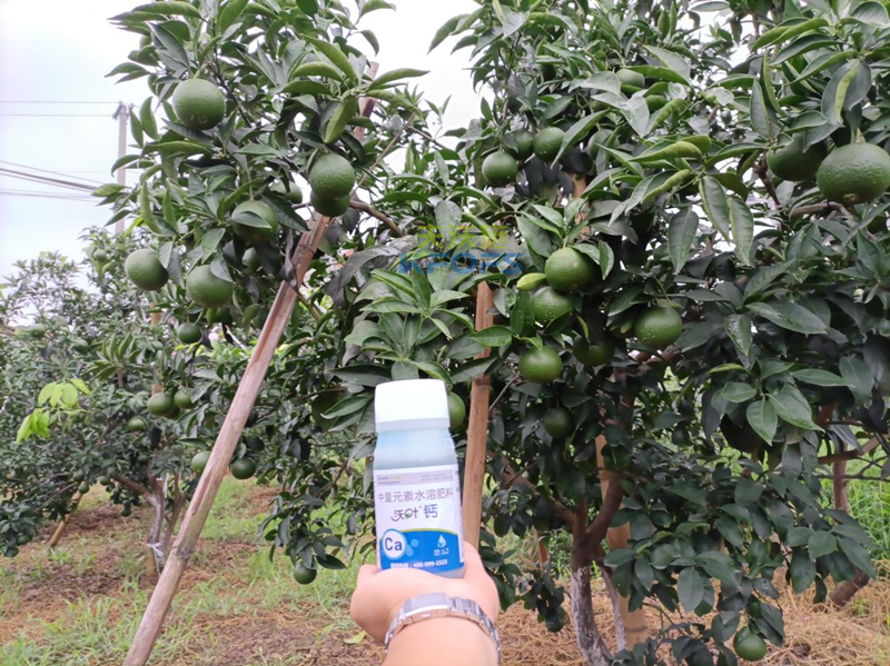 果樹補鈣用什么鈣肥好？