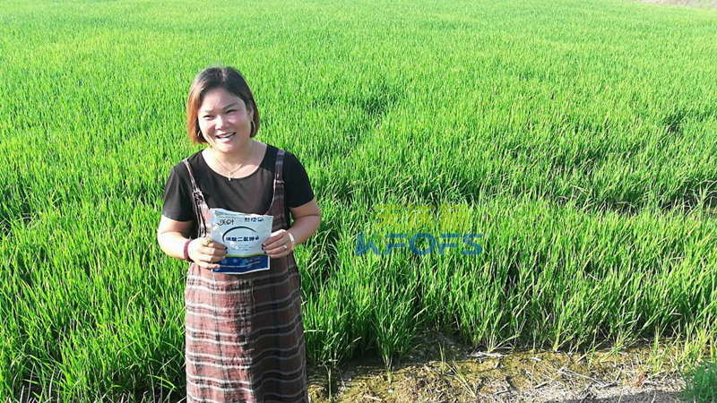 水稻用什么葉面肥好？