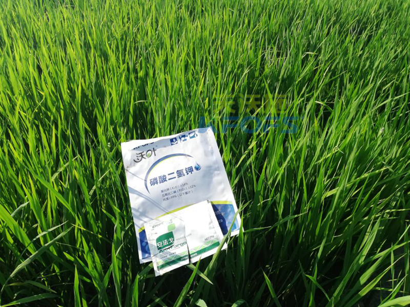 水稻用什么葉面肥好？2.png