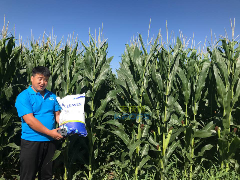 玉米高產施肥技術