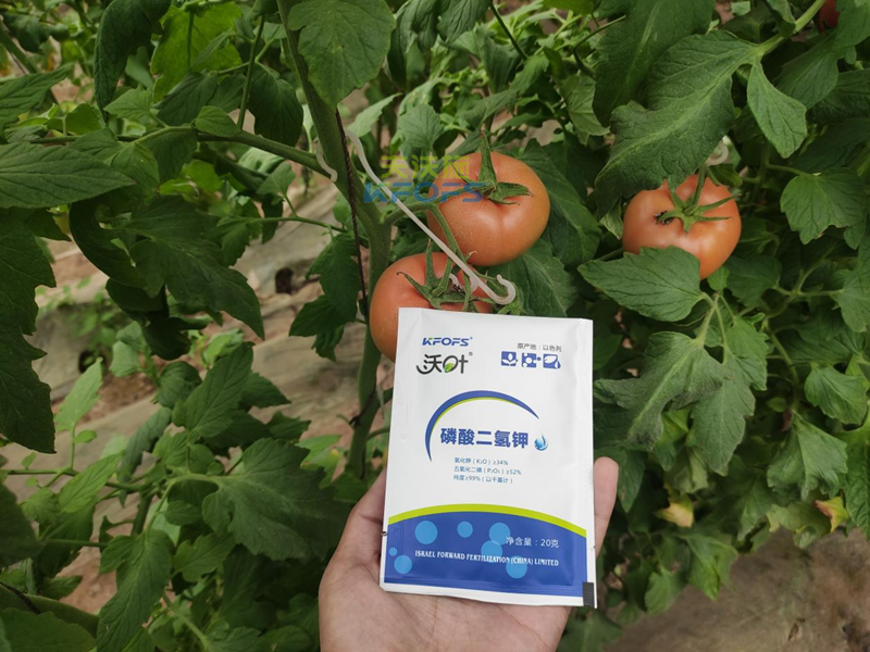 磷酸二氫鉀在番茄上怎么用？