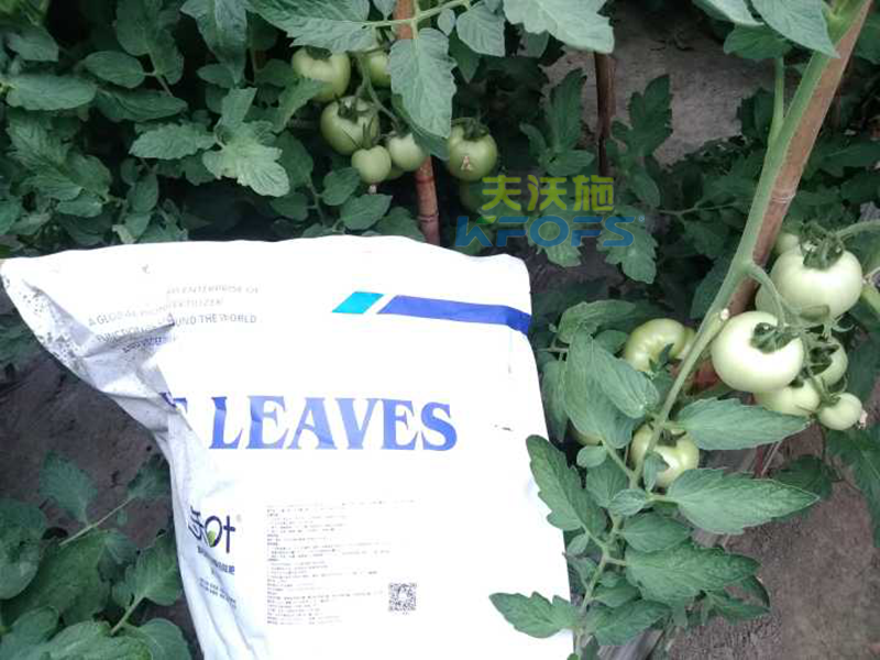 種番茄用什么肥