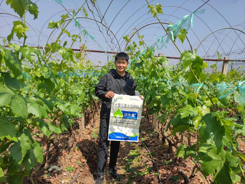 水溶肥為什么說木質(zhì)素型的性價比高？一分鐘看懂