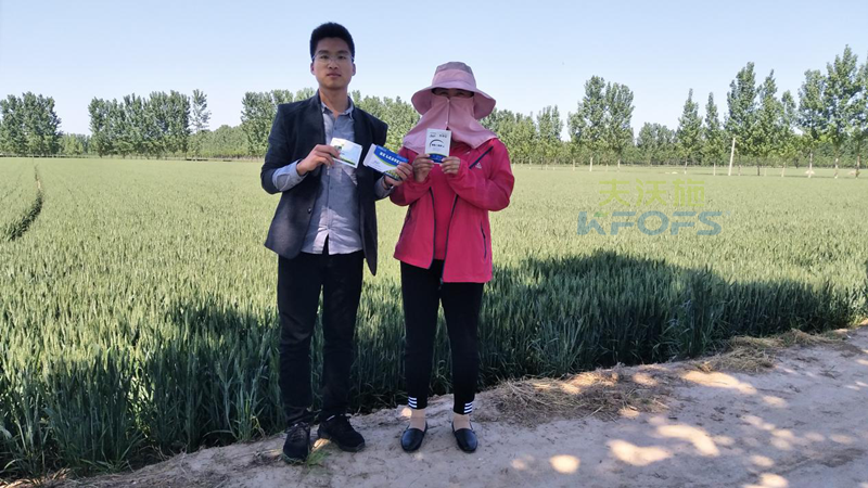 磷酸二氫鉀在小麥上的用處 磷酸二氫鉀在小麥上的用處