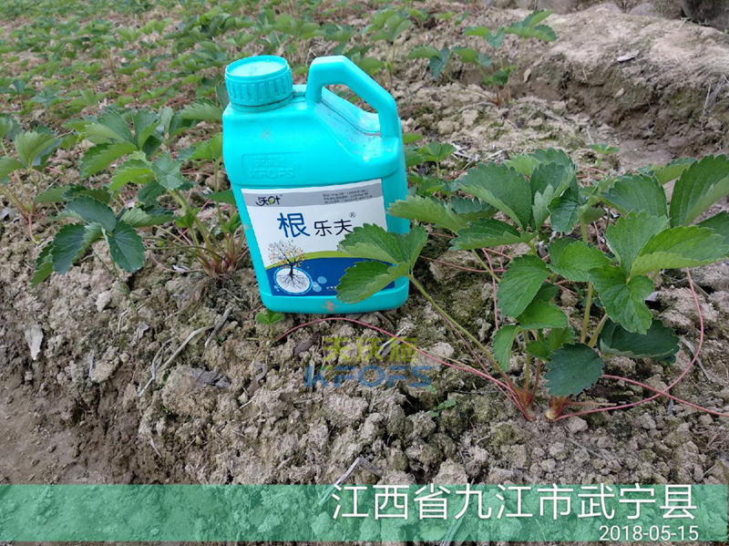 草莓如何施肥更高產(chǎn)？