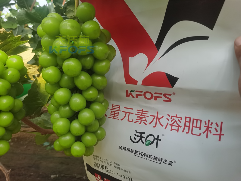 水溶肥和復合肥哪個效果更好？