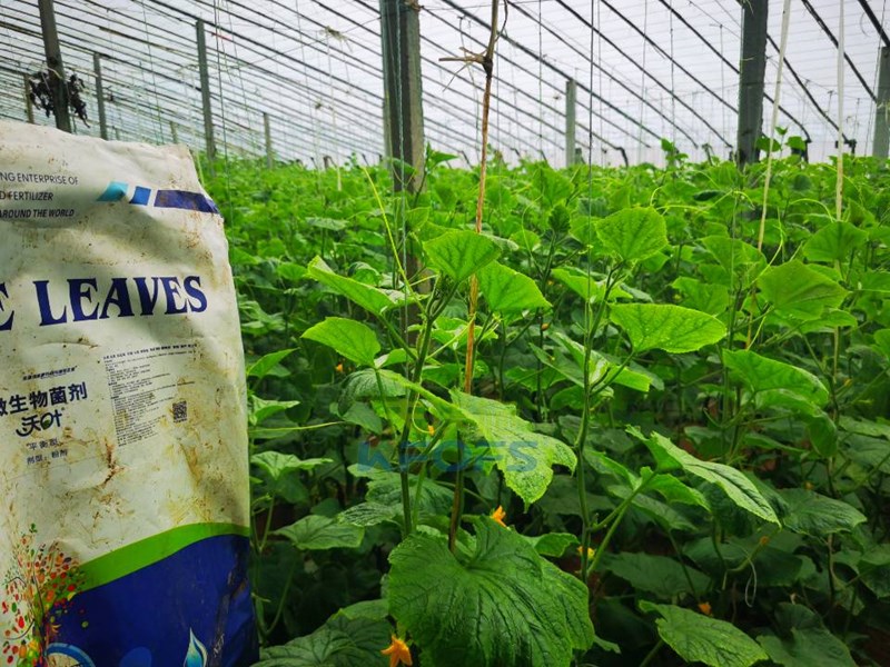 黃瓜用什么水溶肥，張大叔推薦沃葉