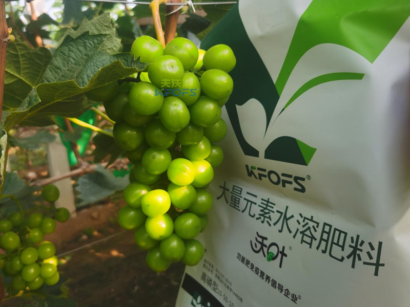 葡萄結(jié)果期用哪款水溶肥效果好？