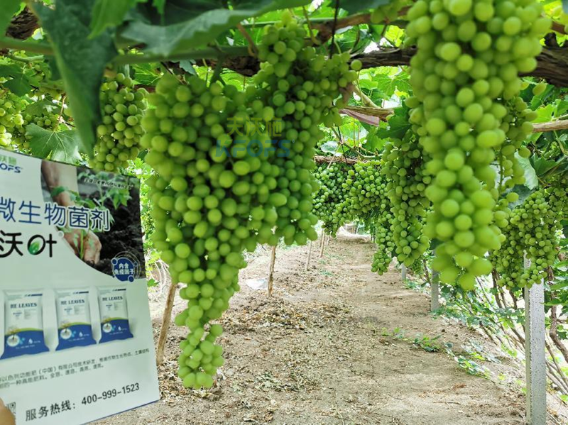 水溶肥那么多？應(yīng)該怎么選？