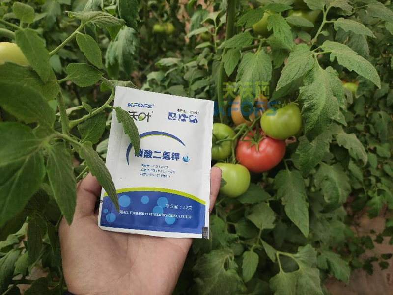 磷酸二氫鉀為什么受歡迎-沃葉磷酸二氫鉀西紅柿效果.png