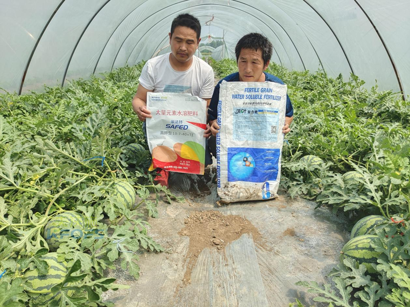 好點(diǎn)的水溶肥大概多少錢？夫沃施這樣說！