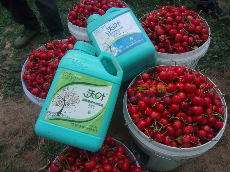 櫻桃施肥用什么肥料-沃葉水溶肥1.png