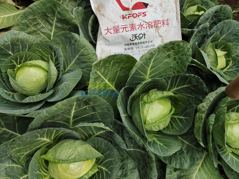 什么是水溶肥？夫沃施為您解答！