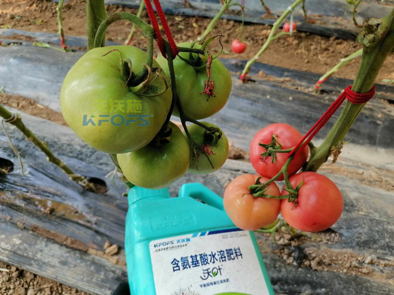 水溶肥是什么-沃葉水溶肥番茄.png