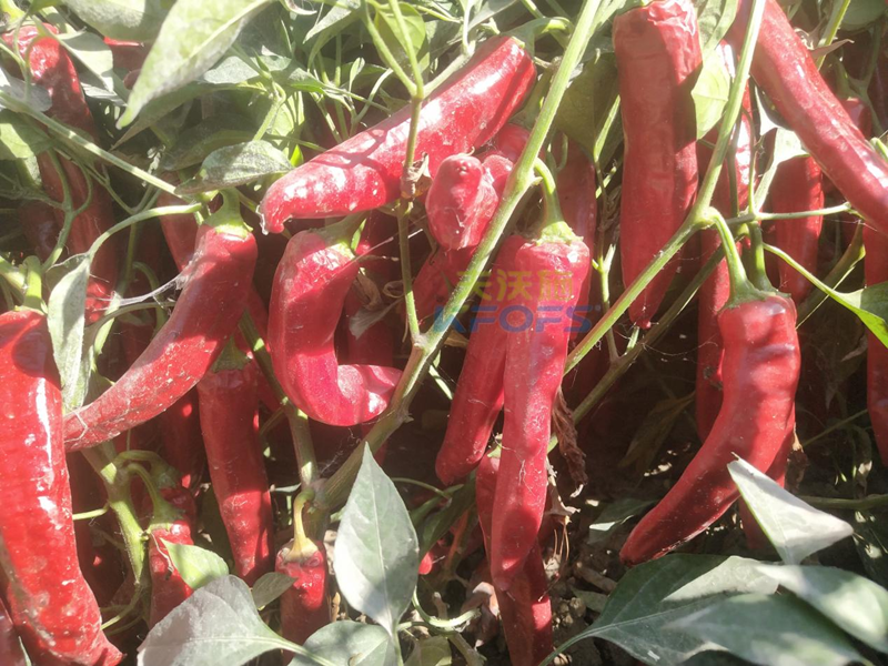 磷酸二氫鉀的功效和作用，蔬菜為例