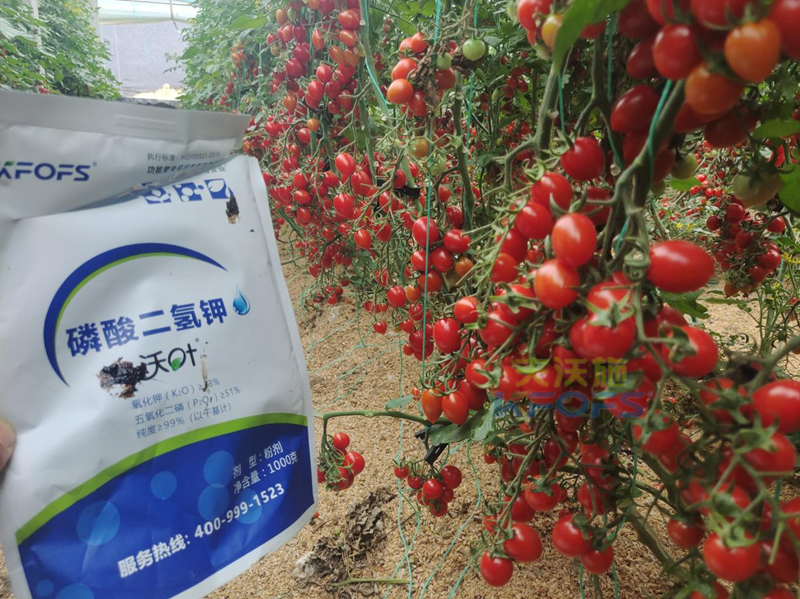 磷酸二氫鉀灌根，教你正確方法