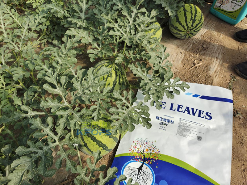 西瓜施肥用什么肥料好？