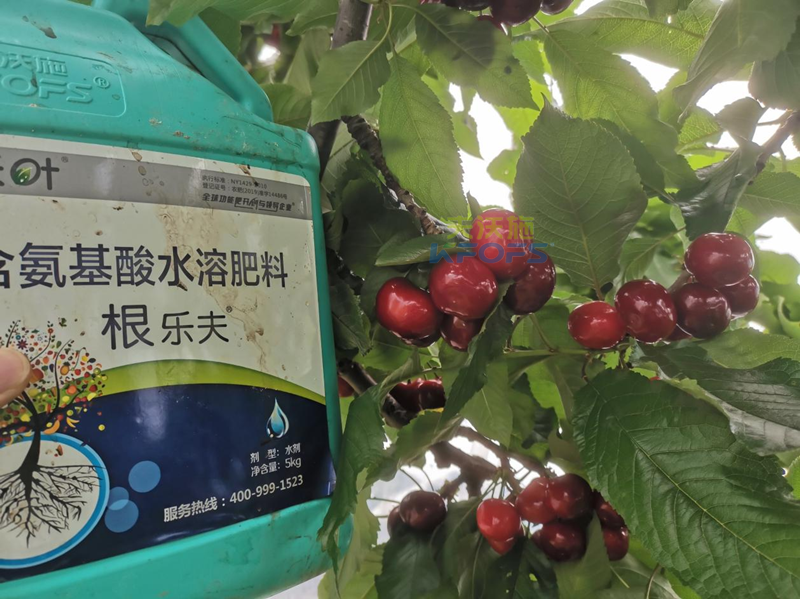 櫻桃施的什么肥-沃葉根樂(lè)夫.png