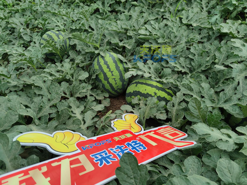 西瓜施肥用什么肥料好？