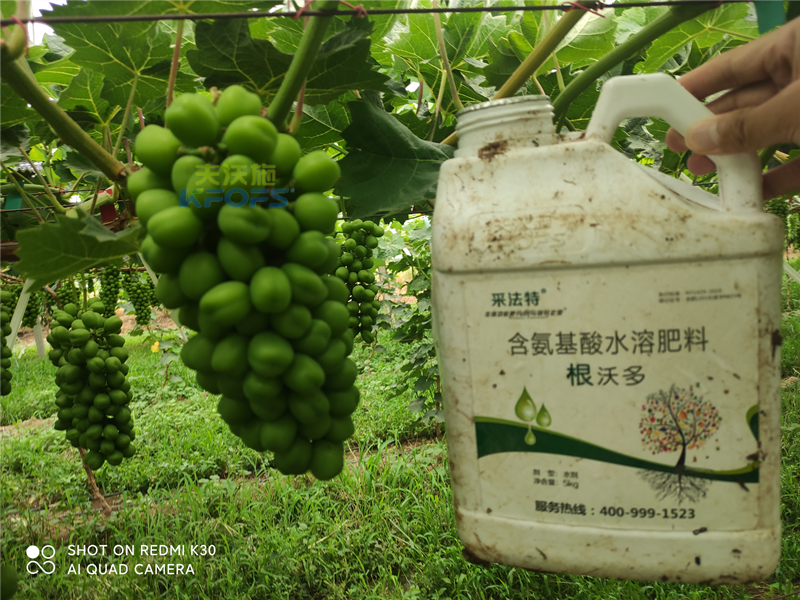 葡萄施什么肥產(chǎn)量高？