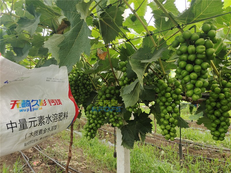 中微量元素水溶肥無畸久彩，助提商品率！