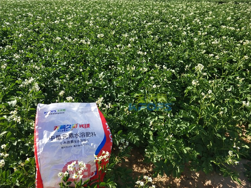 【已用】回訪時間：2022年7月23日，回訪地址：內(nèi)蒙古鄂托克前旗使用產(chǎn)品：無畸久彩鈣鎂，回訪作物： 土豆使用效果：土豆基地用木質(zhì)素型中量元素無畸久彩鈣鎂肥，長勢健壯，葉片肥厚，鈣鎂同補，整體長勢很好 (2).jpg