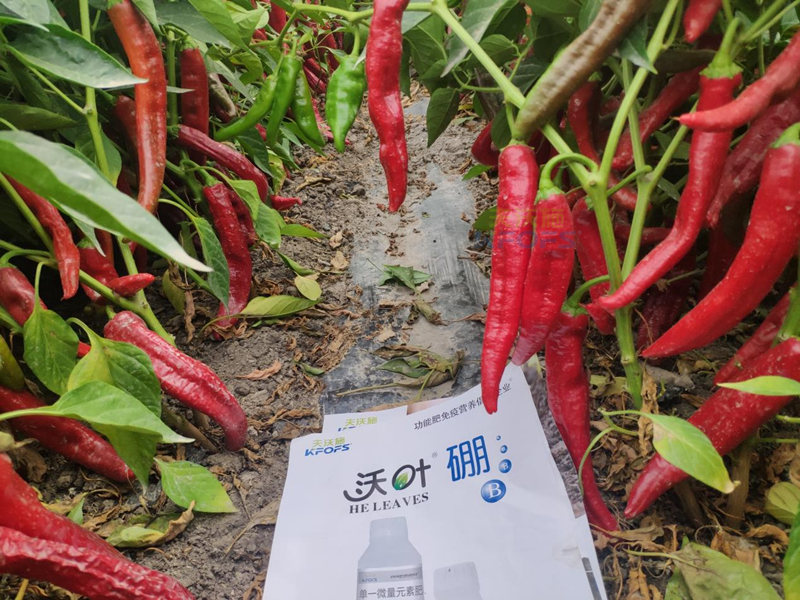 辣椒管理與施肥技術(shù)，夫沃施科普