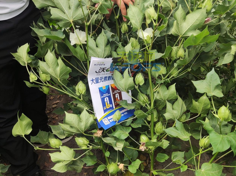 棉花施什么肥產(chǎn)量高？