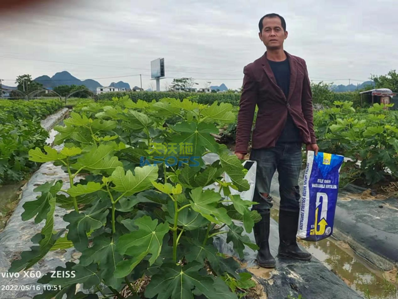 無花果施什么肥果實大？