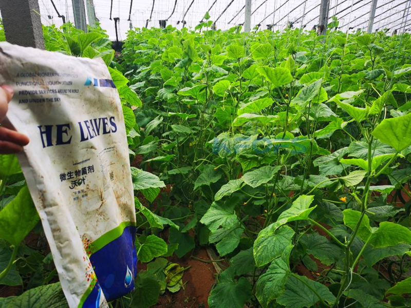 微生物菌劑用在黃瓜上效果好不好？