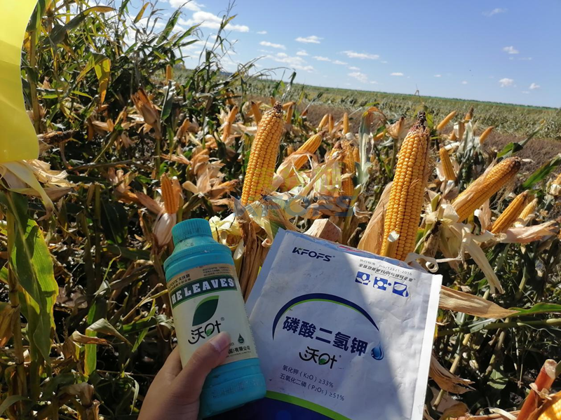玉米葉面肥哪個品牌好？