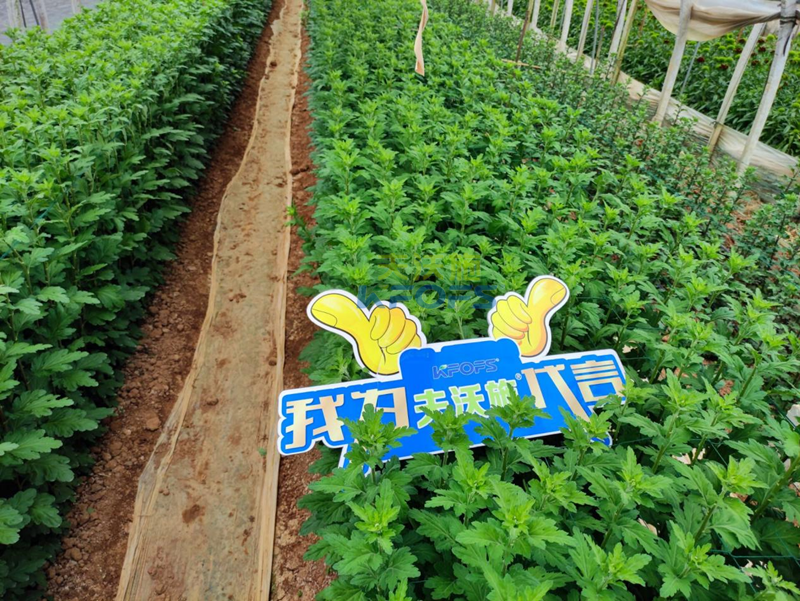 菊花上用水溶肥效果怎么樣？