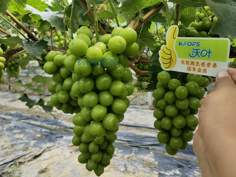 水溶肥，果樹種植戶認(rèn)準(zhǔn)夫沃施