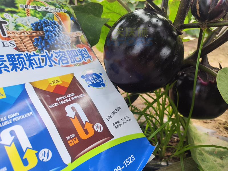 茄子施什么肥長(zhǎng)得好