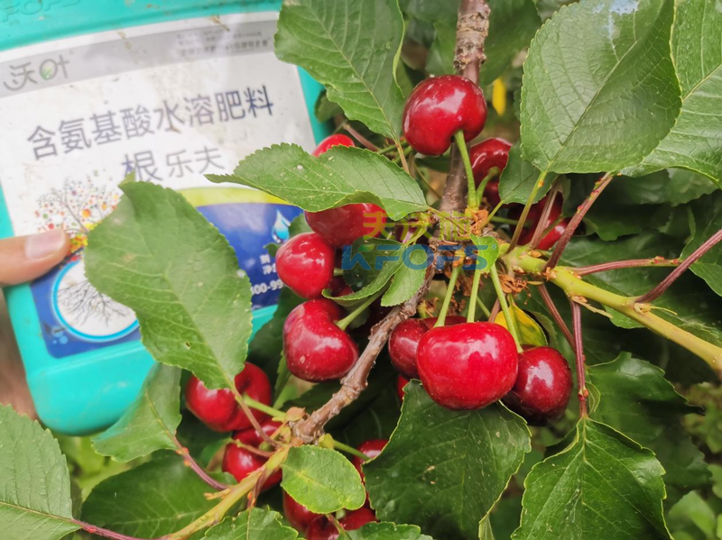 水溶肥哪家好？為何他們選沃葉？